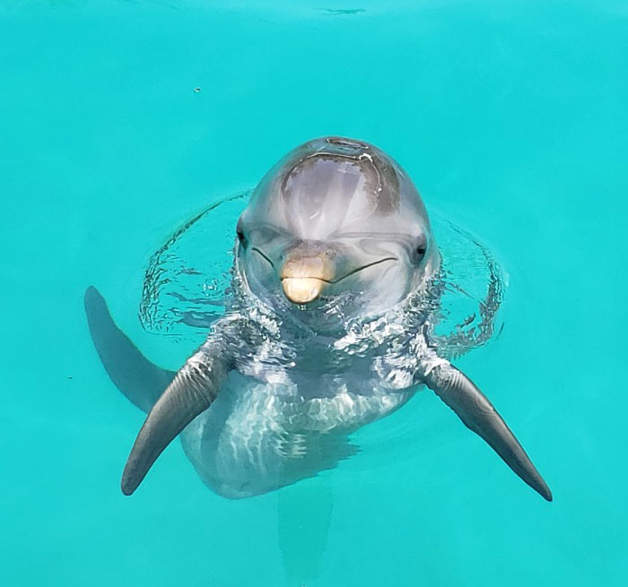PUERTO MORELOS Dolphin ROYAL SWIM