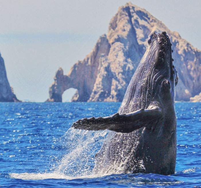 PEDREGAL Whale Photo Safari
