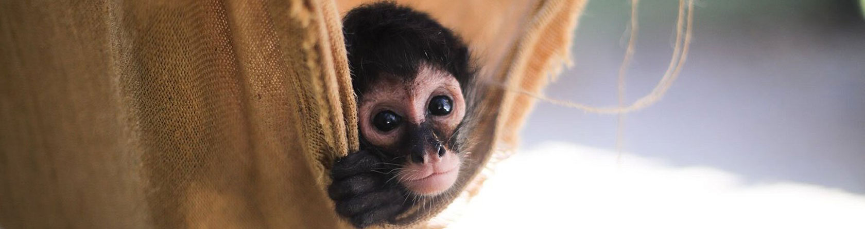 Akumal Monkey Sanctuary Tour