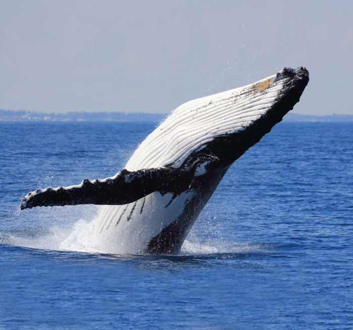 Avistamiento de ballenas desde Las Terrenas Ballenas en Samana Las Terrenas