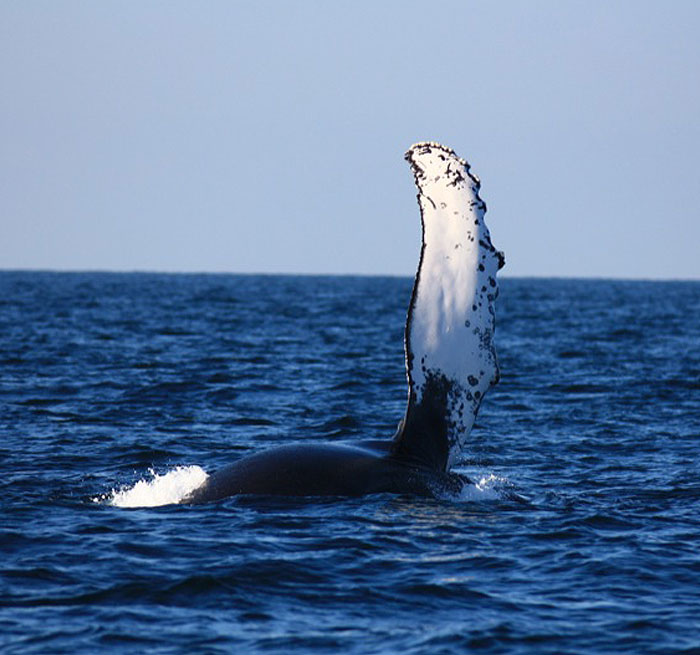 Avistamiento de ballenas Boca Chica