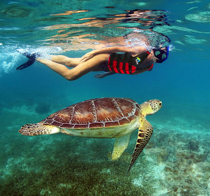 Snorkel con Tortugas, Snorkel en cenote, Snorkel Riviera Maya, Nadar con tortugas Mundo Submarino from Puerto Aventuras, Xpu Ha, Akumal, Cancun, Playa del Carmen - Mexico