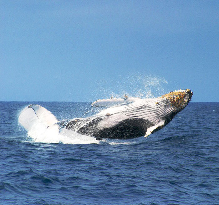Avistamiento de ballenas y El Limon desde Bayaibe Ballenas en Samana Punta Cana - Bavaro