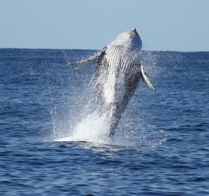 Avistamiento de ballenas y El Limon desde Bayaibe Excursión Republica Dominicana Punta Cana - Bavaro