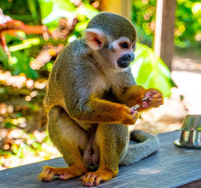Monkey Land Book Online and Get great Deals on Most popular Tours Punta Cana - Bavaro