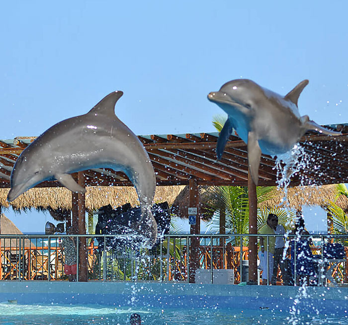 Dolphins Playa del Carmen DOLPHIN ENCOUNTER Dolphin ENCOUNTER Playa del Carmen
