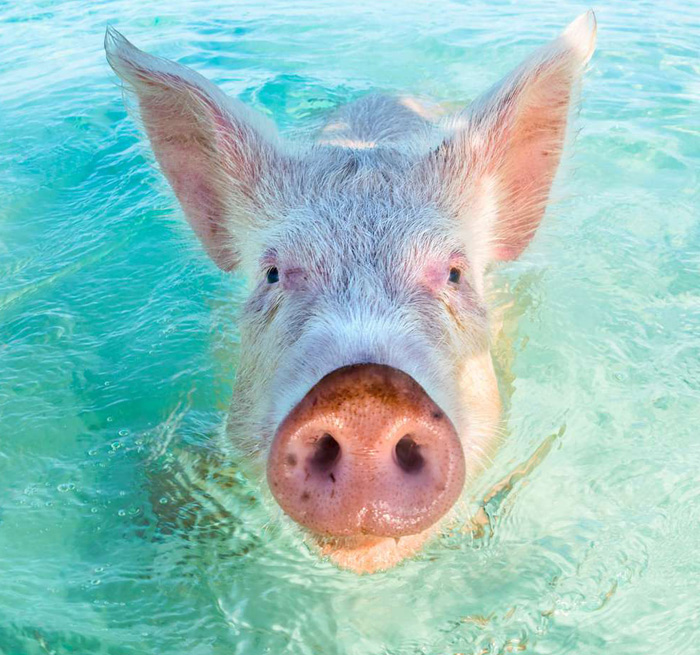 Swimming Pigs Dominican Republic Punta Rucia
