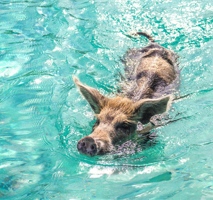 Paradise Swimming with Pigs Excursion Dominican Republic Punta Rucia