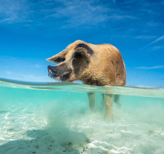 Swimming Pigs Punta Rucia