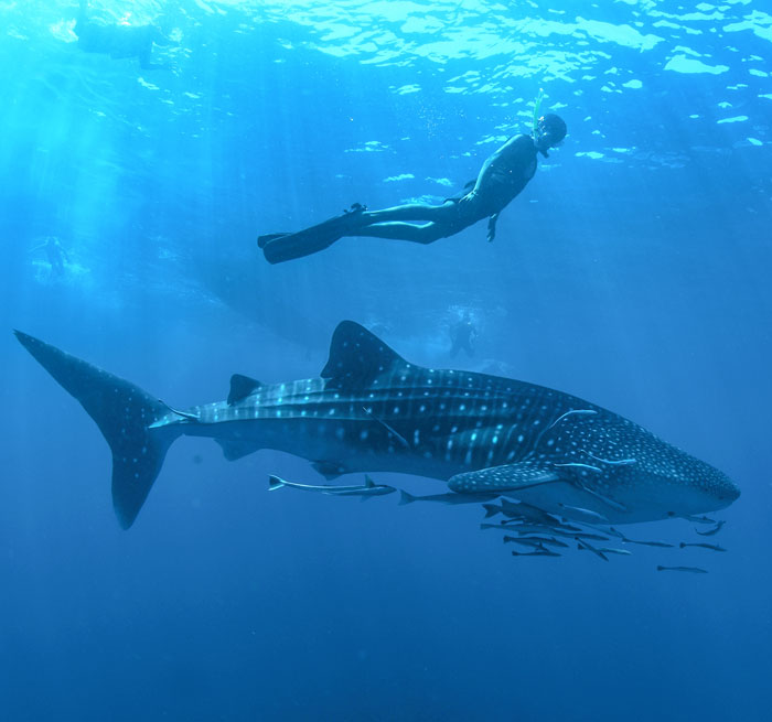 Schwimmen mit Walhaien from Tourist Corridor, Cabo San Lucas, Pedregal, San Jose del Cabo - Mexiko