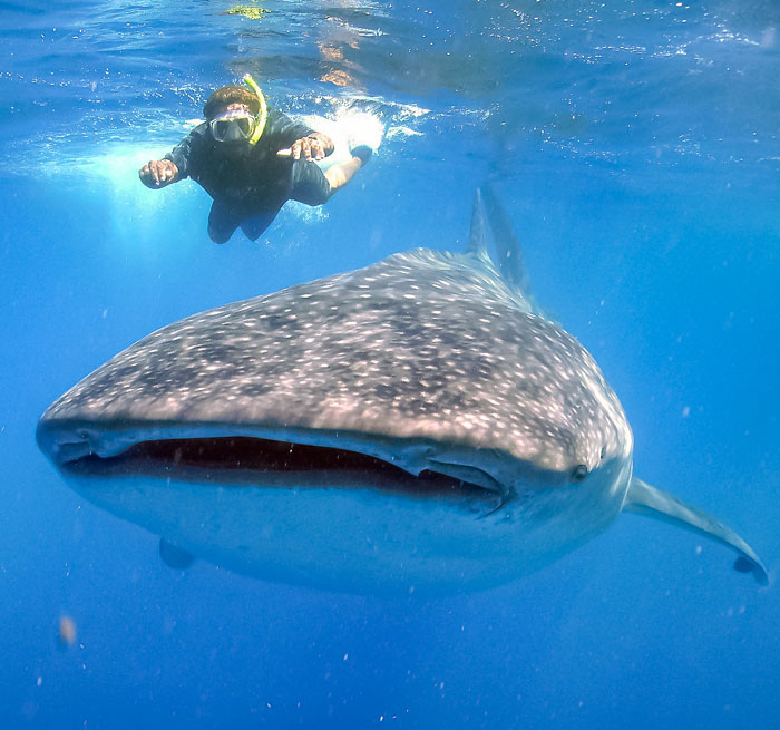 Swim with Whale Sharks Mexico Cabo San Lucas