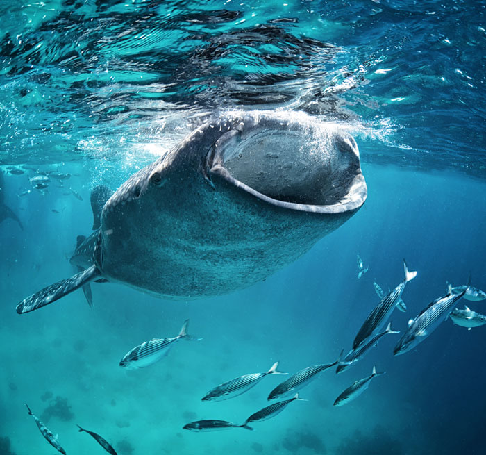 Snorkeling with Whale Sharks Book Online and Get great Deals on Most popular Tours Cabo San Lucas