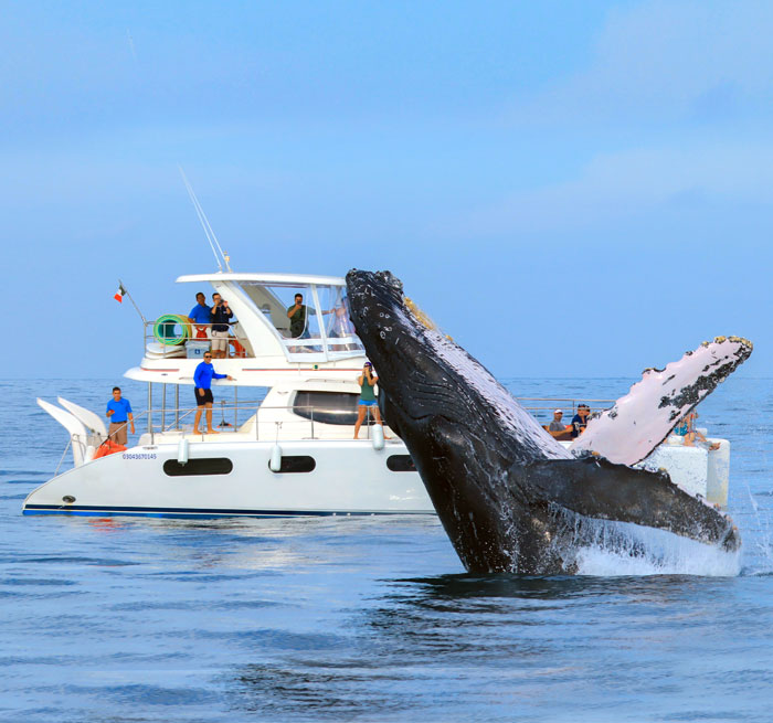CABO SAN LUCAS Luxury Whale Watching