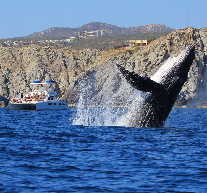 Whales Cabo San Lucas