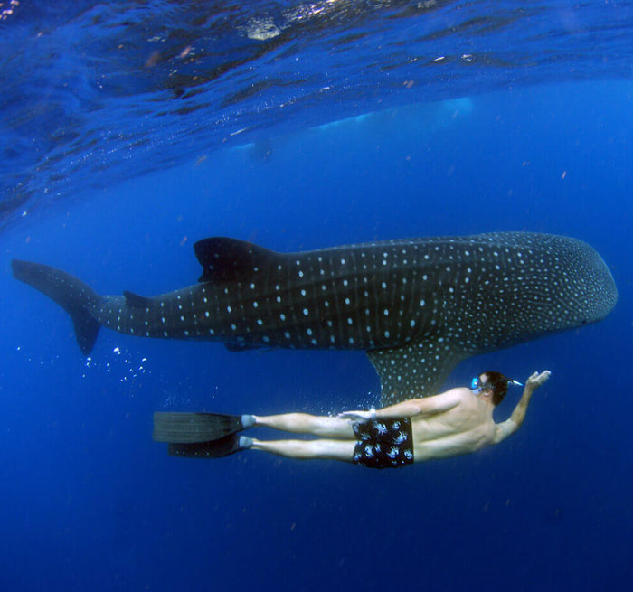 Whale Sharks + Mujeres Insel from Cancun, Playa del Carmen, Akumal, Puerto Aventuras, Xpu Ha - excursion_de